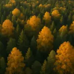 Riprese col drone in autunno: il motivo che devi assolutamente conoscere